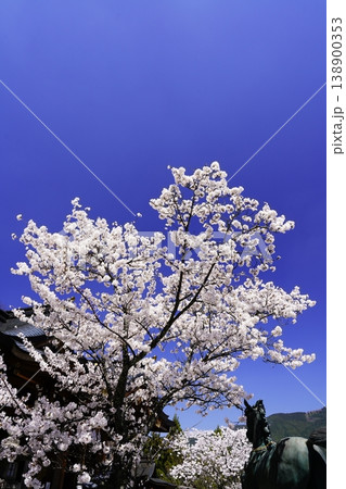 奈良 川上村 春の青空に映える満開の桜 138900353