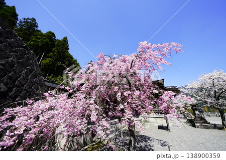 奈良 川上村 春の青空に映える満開の桜 奈良 川上村 春の青空に映える満開の桜 138900359
