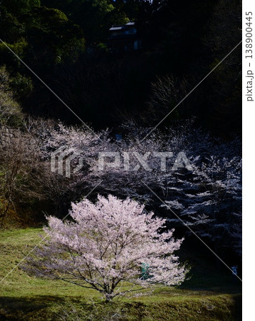 シックな桜の風景　新城　市川の桜 138900445