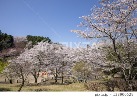 満開の桜がさく吉四六ランドの風景 138900529