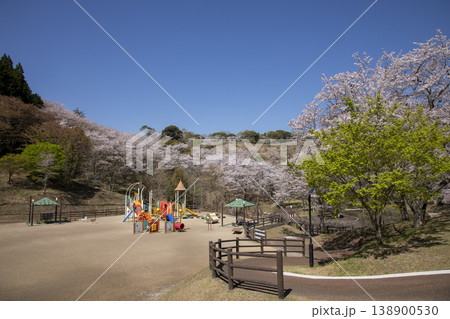 満開の桜がさく吉四六ランドの風景 138900530