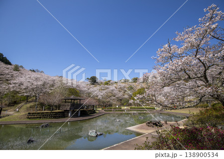 満開の桜がさく吉四六ランドの風景 138900534
