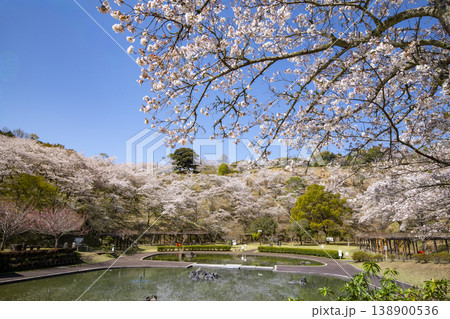 満開の桜がさく吉四六ランドの風景 満開の桜がさく吉四六ランドの風景 138900536