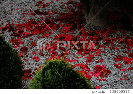 落ちた椿の花びら 138900537