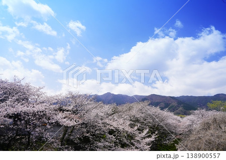 谷を覆いつくすように咲く桜 138900557