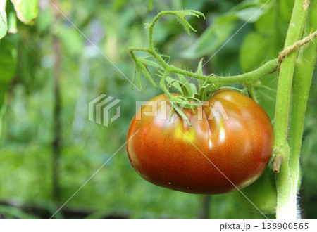 Ripe natural tomatoes growing on a branch in a greenhouse. Shallow depth of field Ripe natural tomatoes growing on a branch in a greenhouse. Shallow depth of field 138900565