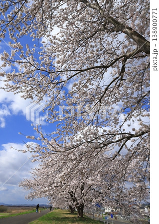 阿武隈川河川敷の桜並木2026 138900771