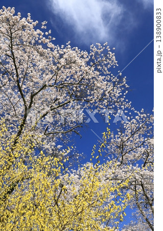 船岡城址公園の桜2026 船岡城址公園の桜2026 138900833