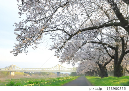 北上展勝地の桜並木2026 138900836