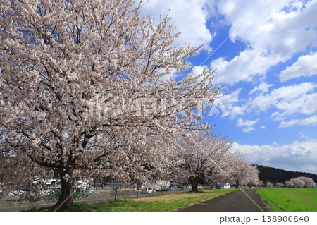 阿武隈川河川敷の桜並木2026 阿武隈川河川敷の桜並木2026 138900840