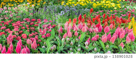 Beautiful flower garden Beautiful flower garden 138901028