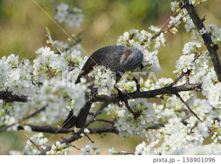 桜の木にとまるヒヨドリ 桜の木にとまるヒヨドリ 138901096