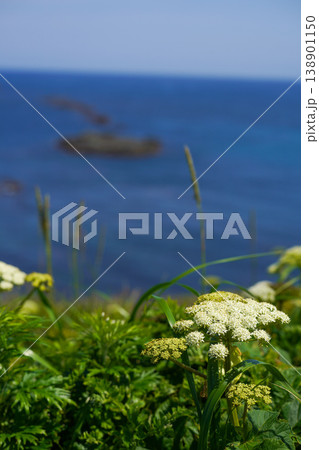 北海道・海岸崖上のセリ科白い花と青い海。北海道の荒々しい海岸線と日本海・太平洋。荒波と断崖絶壁が続く 北海道・海岸崖上のセリ科白い花と青い海。北海道の荒々しい海岸線と日本海・太平洋。荒波と断崖絶壁が続く 138901150