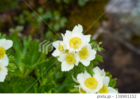 北海道・岩場に咲くチングルマの白い花。北海道の野原に咲き誇る夏の花々。色鮮やかな花々が咲き誇る北海道 北海道・岩場に咲くチングルマの白い花。北海道の野原に咲き誇る夏の花々。色鮮やかな花々が咲き誇る北海道 138901152