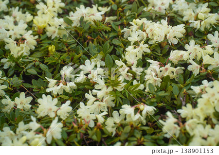 雪の上に芽吹く若い植物、冬から春へ命の息吹 雪の上に芽吹く若い植物、冬から春へ命の息吹 138901153