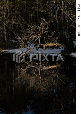 春の森に残る雪と静水面に映る枯れ木の鏡面反射、幻想的な光と影の情景 138901198