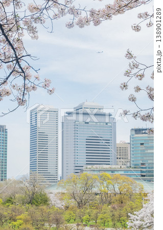 「大阪府」(4月)【桜】春の光を浴びる桜の花　満開に咲く桜の合間から見える大阪のビル群 138901289