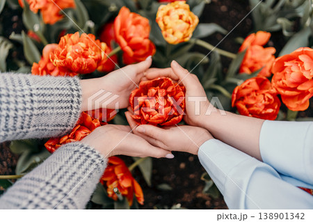 Hands tulip garden cradling a vibrant orange double flower blossom during spring for growth and care concepts Hands tulip garden cradling a vibrant orange double flower blossom during spring for growth and care concepts 138901342