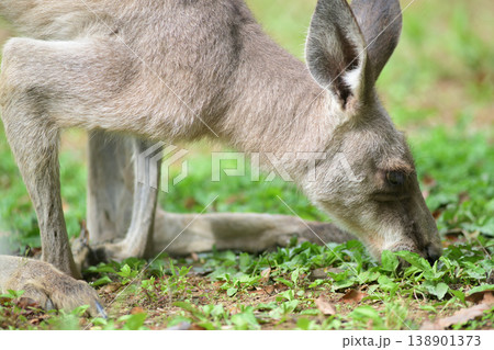 地面に生えた草をほおばるカンガルー 地面に生えた草をほおばるカンガルー 138901373