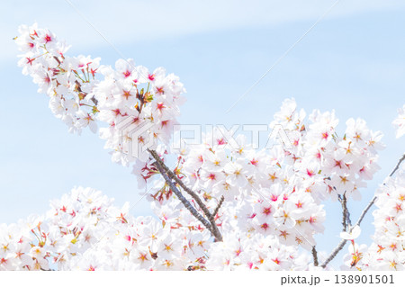満開の桜と青空 満開の桜と青空 138901501