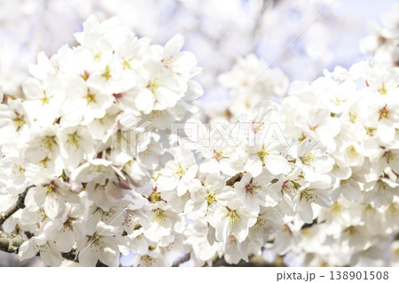 美しい満開の桜のクローズアップ 138901508