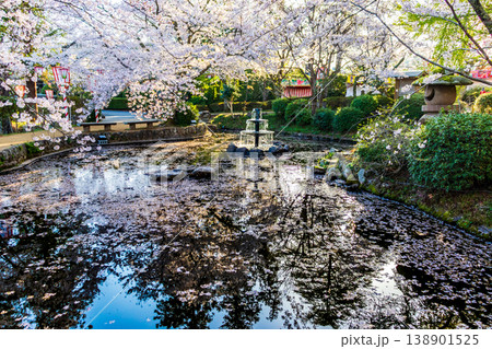 花びらが浮かぶ池と噴水と桜 花びらが浮かぶ池と噴水と桜 138901525