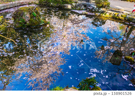 池に映り込んだ桜とぼんぼり 池に映り込んだ桜とぼんぼり 138901526