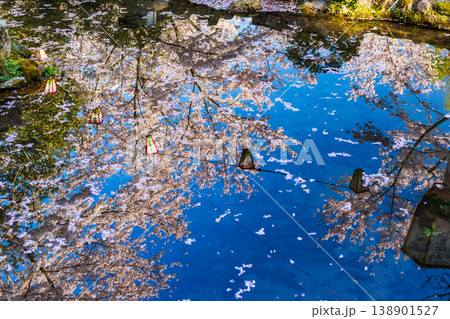池に映り込んだ桜とぼんぼり 138901527