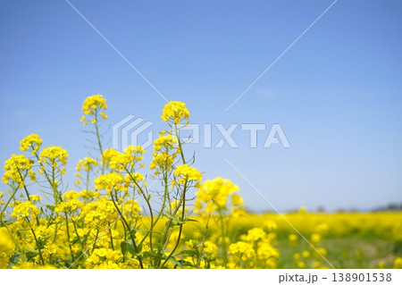 菜の花畑と青い空 菜の花畑と青い空 138901538