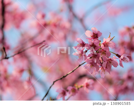 晴れた3月に美しく咲いたピンク色の桜の花「オカメ」 138901585