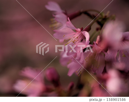 晴れた3月に美しく咲いたピンク色の桜の花「オカメ」 晴れた3月に美しく咲いたピンク色の桜の花「オカメ」 138901586