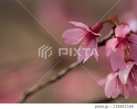 晴れた3月に美しく咲いたピンク色の桜の花「オカメ」 晴れた3月に美しく咲いたピンク色の桜の花「オカメ」 138901588