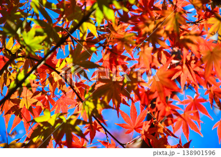 紅葉 138901596