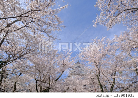 春の長浜城 春の長浜城 138901933