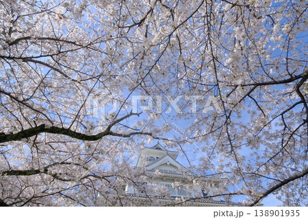 春の長浜城 138901935