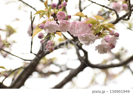 可憐なピンクの八重桜 紅笠 可憐なピンクの八重桜 紅笠 138901949