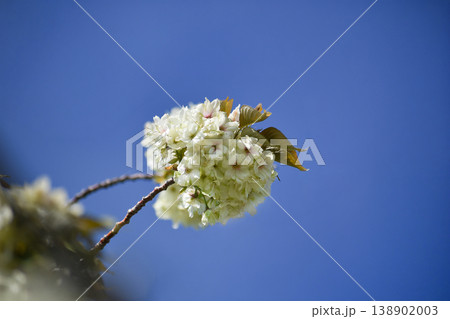 御衣黄桜（ギョイコウザクラ）、黄緑色の桜 138902003