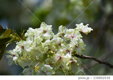 御衣黄桜(ギョイコウザクラ)、黄緑色の桜 御衣黄桜(ギョイコウザクラ)、黄緑色の桜 138902016