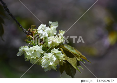 御衣黄桜（ギョイコウザクラ）、黄緑色の桜 138902017