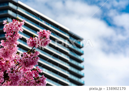 晴れた日の河津桜とマンション 晴れた日の河津桜とマンション 138902170