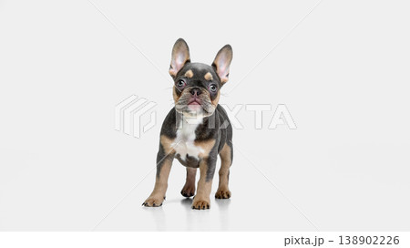 Young bulldog puppy standing facing camera isolated on white background. Young bulldog puppy standing facing camera isolated on white background. 138902226