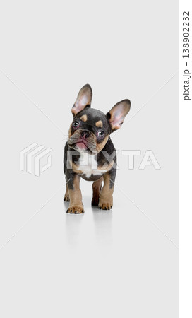 Bulldog puppy standing and looking at camera isolated on white background. Bulldog puppy standing and looking at camera isolated on white background. 138902232