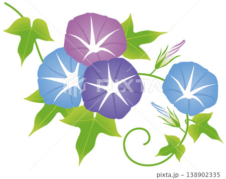 シンプルな朝顔の花のベクターイラスト 138902335