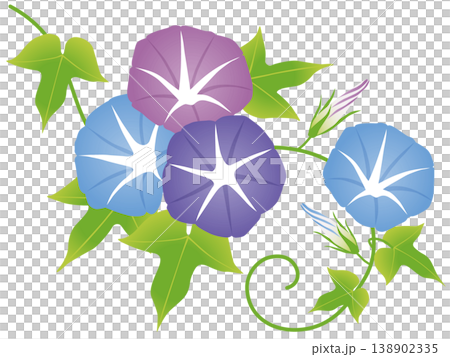 シンプルな朝顔の花のベクターイラスト 138902335