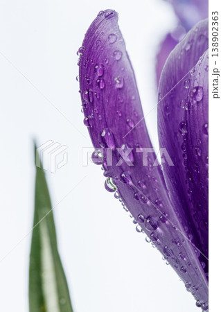 beautiful Crocus flowers with dew drops on a white background beautiful Crocus flowers with dew drops on a white background 138902363