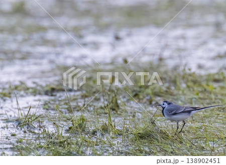 Pied wagtail walking in wet grass field in Sougeal 138902451