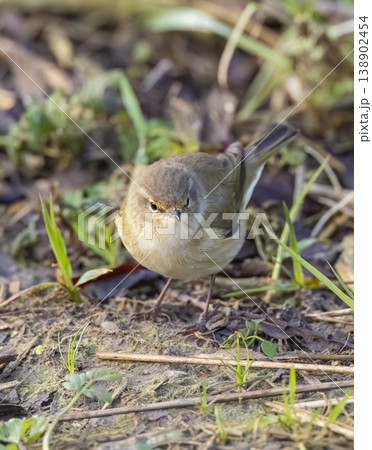 Common chiffchaff foraging on forest ground in Brittany 138902454