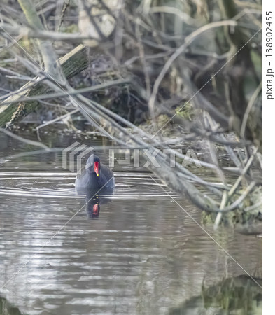 Common moorhen swimming in pond with reflections 138902455
