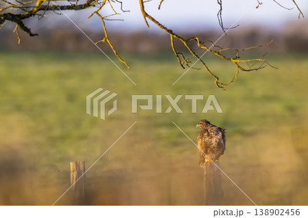 Buzzard sitting on fence post watching field at sunrise 138902456