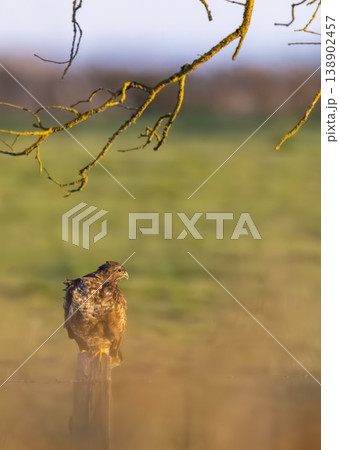 Common buzzard perching on wood post in golden light Common buzzard perching on wood post in golden light 138902457